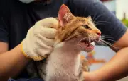 Rescatan animales atrapados tras terremotos en Venezuela: historias de esperanza