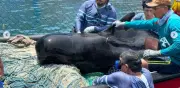 Rescatan delfín oceánico de más de tres metros en playas de Tasajera, Magdalena