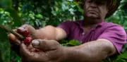 Revaluación del peso preocupa al sector cafetero: pérdidas por carga