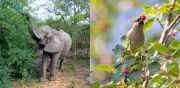 ¿Se emborrachan los animales salvajes? Elefantes, renos y aves intoxicados