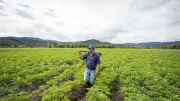 Sector agropecuario pierde impulso: PIB cae 1,4% en primer trimestre de 2026