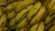 Sector bananero de Antioquia felicita a Abelardo De La Espriella