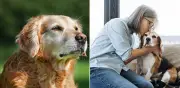 Seis claves para que su perro supere los 15 años, según expertos en longevidad canina
