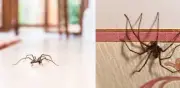 Significado de araña en rincón de casa según Feng Shui