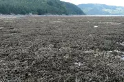 Sismo en Filipinas expone pradera de coral y causa devastación