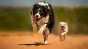 Taller gratuito de fotografía animal: aprenda a capturar su belleza y apoye la adopción