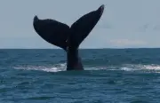 Temporada de ballenas jorobadas 2025 en Colombia: fechas y destinos