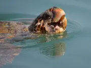 Tortuga boba: la migración épica de 13.800 km que revela la NOAA