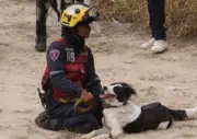 Tsunami, el perro rescatista que salvó una vida en los terremotos de Venezuela