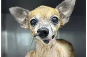 Urgente: Troy necesita cirugía de mandíbula tras ataque en refugio de Barranquilla