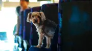 Viaje con su mascota en puentes festivos: reglas en Terminal Bogotá