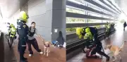Video de policías contra joven músico con perro indigna a redes en Bogotá