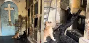 Video: Dos perros despiden a su dueño en un cementerio de Argentina