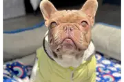 Yogui, el perro abandonado en guardería, busca hogar tras ser rescatado