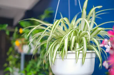 5 plantas con 'amor' en su nombre: descúbrelas aquí