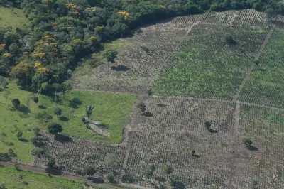 Capturan a 17 por deforestar 52.000 hectáreas en Meta; empresario italiano implicado