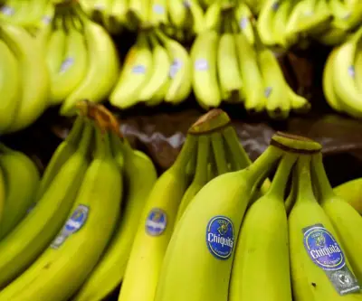 Chiquita Brands reanuda exportación de banano desde Panamá tras protestas