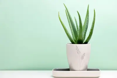 Cómo sembrar y cuidar la sábila: guía completa para cultivar aloe vera