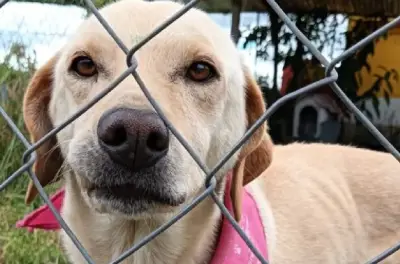 Corte ordena a conjunto residencial permitir perro en ascensor