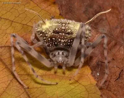 Descubren en Ecuador una araña que imita a un hongo parásito para sobrevivir
