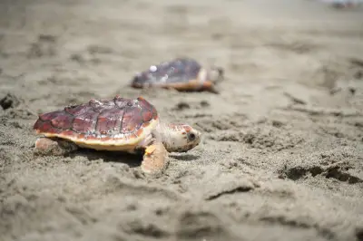 Estudio revela que ancestro de tortugas no era su pariente