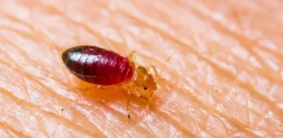 Estudio revela que la sedentarización humana originó la plaga de chinches