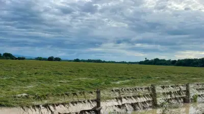 Fedearroz pide evaluación urgente por pérdidas en cultivos de arroz en Casanare y Arauca