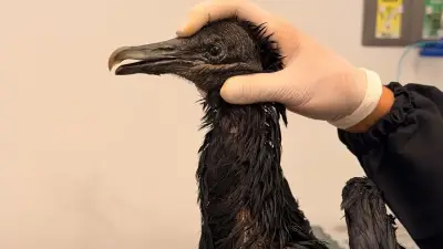 Gallinazo quemado con aceite caliente: ataque en Valle de Aburrá
