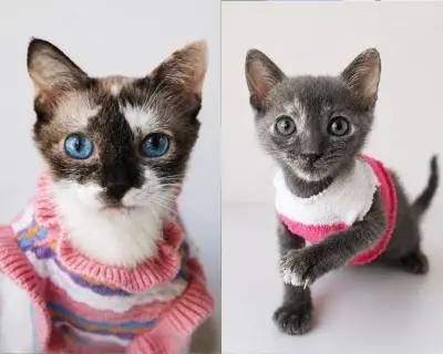 Gatas rescatadas en Duitama buscan adopción conjunta para no separarse