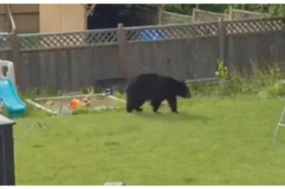 Gato doméstico enfrenta a un oso en Canadá y lo hace huir