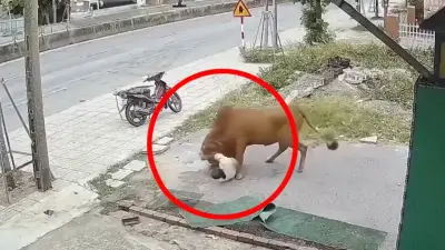 Hombre es atacado y lanzado por los aires por su propio toro en video viral