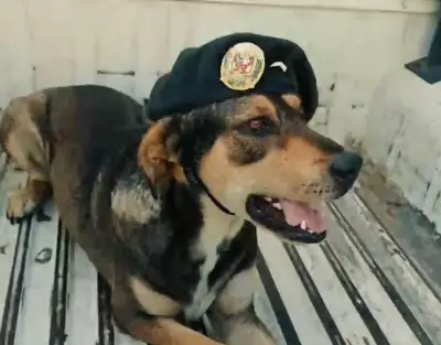 Policía de Perú despide con honores a Vaguito, perrito rescatado que fue símbolo de lealtad