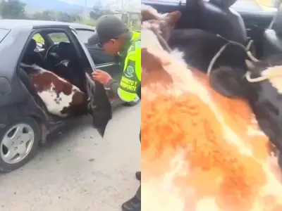 Policía recupera dos terneros hurtados en Boyacá y captura a tres personas