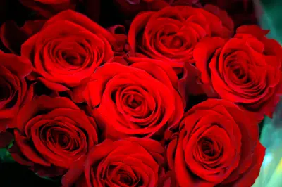 Rosas, jardinería y el nuevo festivo del 13 de julio en Colombia