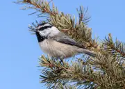 Aves con mejor memoria espacial tienen mayor éxito reproductivo