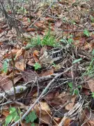 Aves que anidan en el suelo despliegan estrategias defensivas ante ciervos