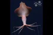 Avistan dos calamares de aleta grande a 4.300 metros en el Atlántico
