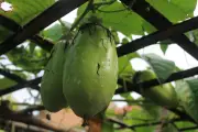 Badea: la fruta colombiana gigante que pocos conocen y sus múltiples usos