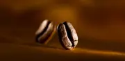 Café: producción creció 43% en junio, pero semestre cae 10%