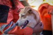 Cancelan vuelo humanitario de veterinarios colombianos a Venezuela tras terremoto