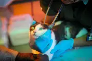 Crisis animal en Venezuela: rescatan perros y gatos tras el terremoto