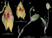 Descubren nueva especie de orquídea Lepanthes leonmoralesii en Santander
