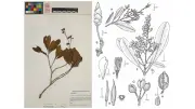 Descubren un nuevo género de plantas amazónicas en el Herbario de Nueva York