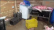 Desmantelan red de mataderos clandestinos en Antioquia: 25 toneladas de carne podrida incautadas