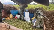 Dos laboratorios de coca desmantelados en el Nordeste antioqueño en 24 horas