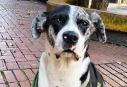 Familia busca desesperadamente a perro perdido en Bogotá desde mayo