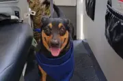 Fénix, la perrita que sobrevivió a terremoto en Venezuela, se une a la unidad de rescate militar de El Salvador