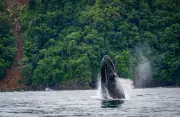 Fotos: Inicia temporada de ballenas en Colombia, mejores lugares para verlas
