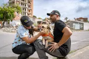 Fundación colombiana rescata perros y gatos tras terremoto en Venezuela