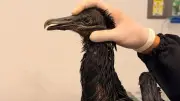 Gallinazo quemado con aceite caliente: ataque en Valle de Aburrá
